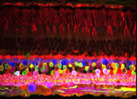 Capas celulares de la retina de mono.