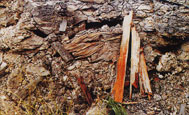 Pueblo de Dunarobba, en Umbría (Italia), se encontró un foso arcilloso con más de 60 troncos de árbol de más de un millón de años de antigüedad,.